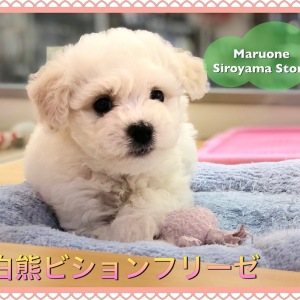 【白熊ビション】世界一可愛らしい希少犬種!ビションフリーゼの登場です♡:ペットショップ|ペッツワン城山店|オススメ子犬情報|NO.118242(神奈川県相模原市)