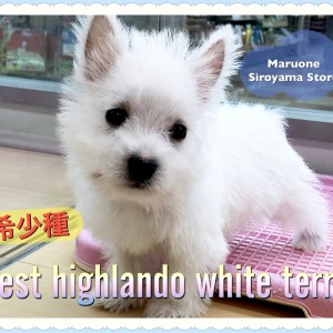 【 希少犬種 ウェスティ 】見逃し厳禁!!世界一可愛い白いテリアが城山店に再登場!:ペットショップ ペッツワン城山店|子犬情報|NO.118259(神奈川県相模原市)