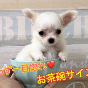 【 ミニ・チワワ(ロングコート)】真っ白な天使♡皆さんに癒しをお届けします!!:ペットショップ| ペッツワン城山店|子犬情報|NO.118262(神奈川県相模原市)