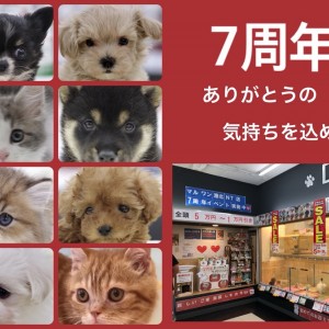 【イベント情報 】マルワン港北NT店7周年記念!店舗限定イベント告知!