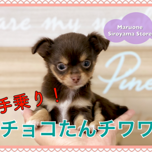 【 チョコタン ミニチワワ 】驚愕のおっとりさん!?美しいアップルヘッドは必見です!ペッツワン城山店NO.118281