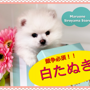 【 超タヌキ顔 ポメラニアン 】超絶希少!競争必須の白タヌキ!!ペッツワン城山店NO.118284