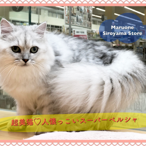 【 ペルシャ・チンチラ 】プロが育てた!イチオシの超美ネコをご紹介!!ペッツワン城山店NO.118245