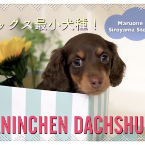 【 極小ダックスフント 】遂に来た!!ダックス最小犬種のカニンヘン