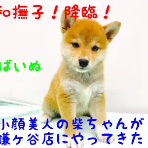【 柴犬 】まさに大和撫子!小顔で美人な柴ちゃん降臨!!