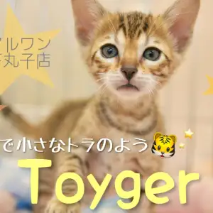 【 トイガー 】小さいトラをお家で飼ってみませんか?