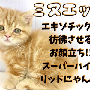 【 ミヌエット 】エキゾチックなルックスは鶴見店で出会えます!