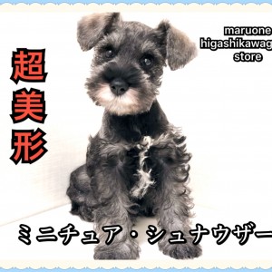 【 ミニチュア・シュナウザー 】必見!超美形シュナちゃんをオススメする3つの理由