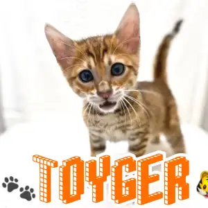 【 トイガー 】下丸子店に小さなトラがやってきた⁉