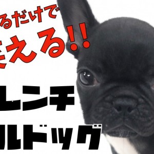 【 フレンチブルドッグ 】見ているだけで笑える!ブヒブヒ界のイケメン!