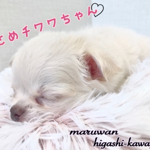 【 チワワ 】川口市のお姫様!お昼寝大好きな超が付くほどのおりこうさん!