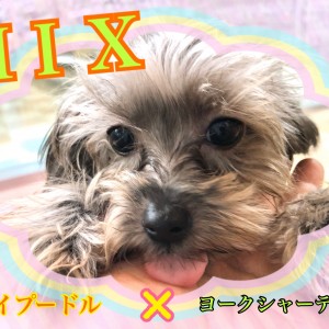 【 MIX 】お父さんとお母さんの良いトコ取り!イケメンMIX!