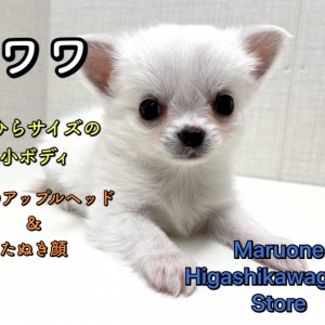 【 チワワ 】手にのっちゃう極小サイズ!お鼻短め白たぬきっチワワ♪