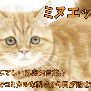 【 ミヌエット 】ふてぶてしいは褒め言葉!短足でコミカルな動きから目が離せない!