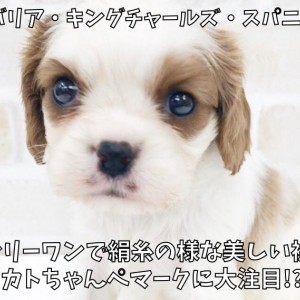 【 キャバリア 】オンリーワンで絹糸の様な美しい被毛!カトちゃんペ印に大注目!