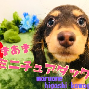 【 ミニチュアダックスフント 】超甘々ダックスくん!グレーの瞳に釘付け!