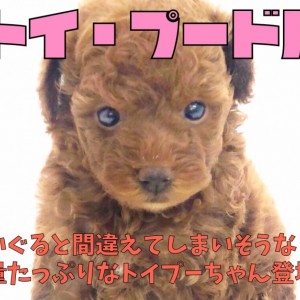 【 トイ・プードル 】ぬいぐると間違ないで!毛量たっぷりなトイプーちゃん登場 !