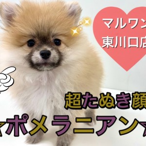 【 ポメラニアン 】可愛らしさはさいたまNO.1!超たぬき顔ポメラニアン登場!