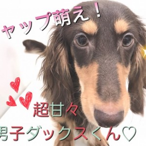 【 ミニチュアダックスフント 】超甘々イケメンくんのセカンドレビュー!