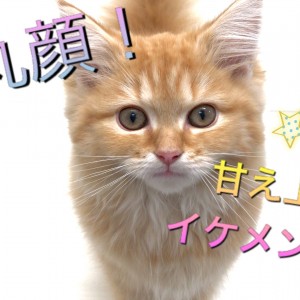 【 ラガマフィン 】超丸顔!!甘え上手なイケメンねこ!