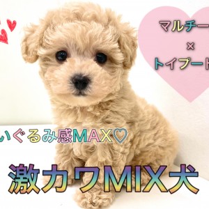 【 MIX 】マルチーズ×トイプードル!ぬいぐるみのような激甘ルックスのマルプー