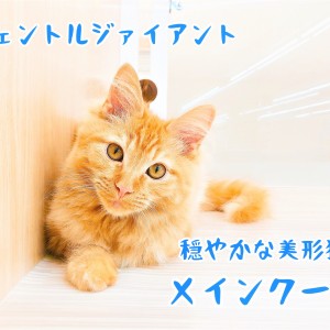 【 メインクーン 】大きな猫好きさん必見！！穏やかな美形猫♪