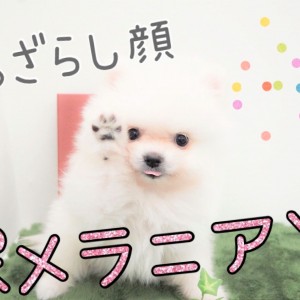 【 ポメラニアン 】たぬき顔の次はアザラシ顔!キュートなポメちゃん登場!