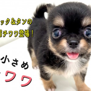 【 チワワ 】マルワンプレミアム!これぞ理想のたぬきっチワワ!