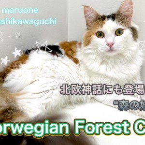 【 ノルウェージャンフォレストキャット 】美しく育った森の妖精、現在の姿を公開!