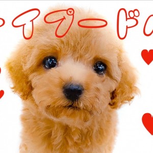 【 トイ・プードル 】初心者の方でも育てやすい横浜イチ可愛い女の子!