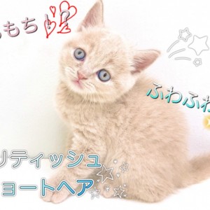 【 ブリティッシュショートヘア 】まるで大福?もちもちフェイスのブリティッシュ!