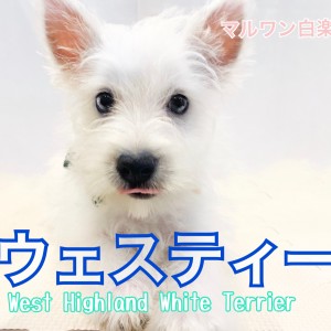 【 ウェストハイランドホワイトテリア 】白い被毛がエレガント!ウェスティ登場!