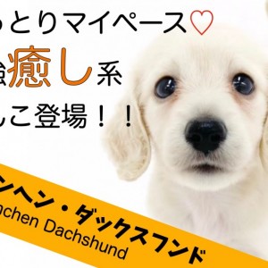 【 カニンヘンダックスフント 】おっとり系のマイペース!最強癒し系短足わんこ!