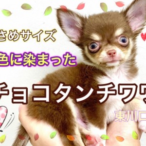 【 チワワ 】先取り秋カラー♪チョコタン&ホワイトの小さめチワワ!