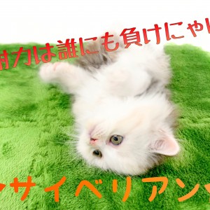 【 サイベリアン 】お顔は真っ白!体は綺麗なキャリコ!猫界のアイドル