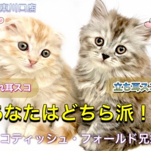 【 スコティッシュ・フォールド 】兄妹で同時入店!兄と色違いの立ち耳×長毛スコ!