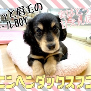 【 カニンヘンダックスフント 】ダックス界最小!ブラック&イエローのギャップ萌え