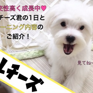 【 マルチーズ 】抜群の社交性!マルチーズ君の1日とトレーニング内容のご紹介!