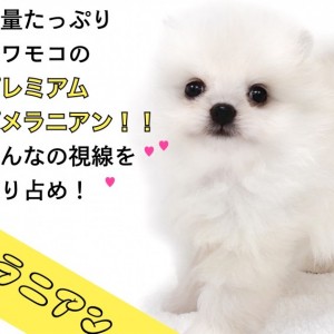 【 ポメラニアン 】皆の視線を独り占め!毛量たっぷりのプレミアムポメラニアン!