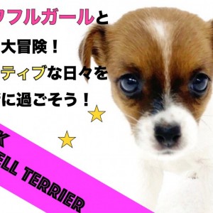 【 ジャックラッセルテリア 】パワフルガールとアクティブな日々を過ごそう!