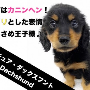 【 ミニチュアダックスフント 】パパはカニンヘン!キリっとした小さめ王子様!