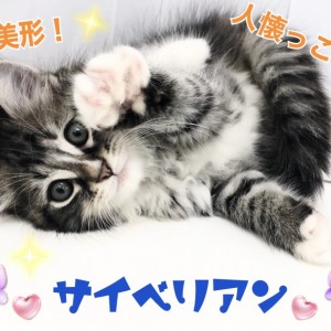 【 サイベリアン 】美形なのに人懐っこい！まさにギャップ萌え！