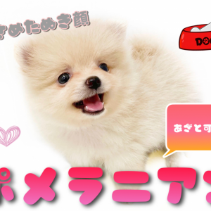 【 ポメラニアン 】手乗り小さめサイズ!あざと可愛い白たぬき顔ポメ登場!!