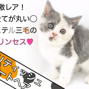 【 ブリティッシュショートヘア 】激レア!全てが丸いパステル三毛のプリンセス!
