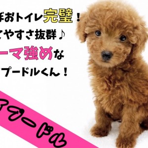 【 トイプードル 】ほぼおトイレ完璧!育てやすさ抜群なカーリー強めなトイプー!