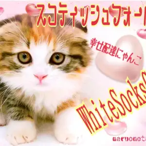 【 スコティッシュフォールド 】Theまんまるフォルム!幸せを運ぶ靴下にゃんこ!