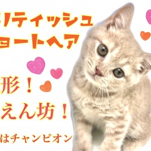 【 ブリティッシュショートヘア 】パパはICCチャンピオン猫!美形で甘えん坊!