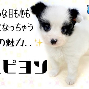 【 パピヨン 】実は賢く運動神経が良い犬種!ホワイト&ブラックの男の子