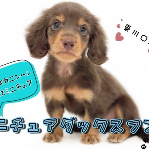 【 ミニチュアダックスフント 】甘え上手な小さめダックスちゃん！飼い方もご紹介！