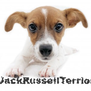【 ジャックラッセルテリア 】小さめジャックに大注目!トレーニングも上達中!
